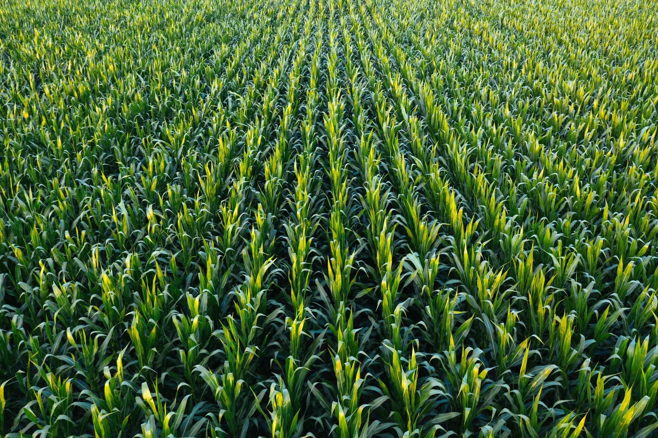 Vista panorámica de un cultivo de maíz