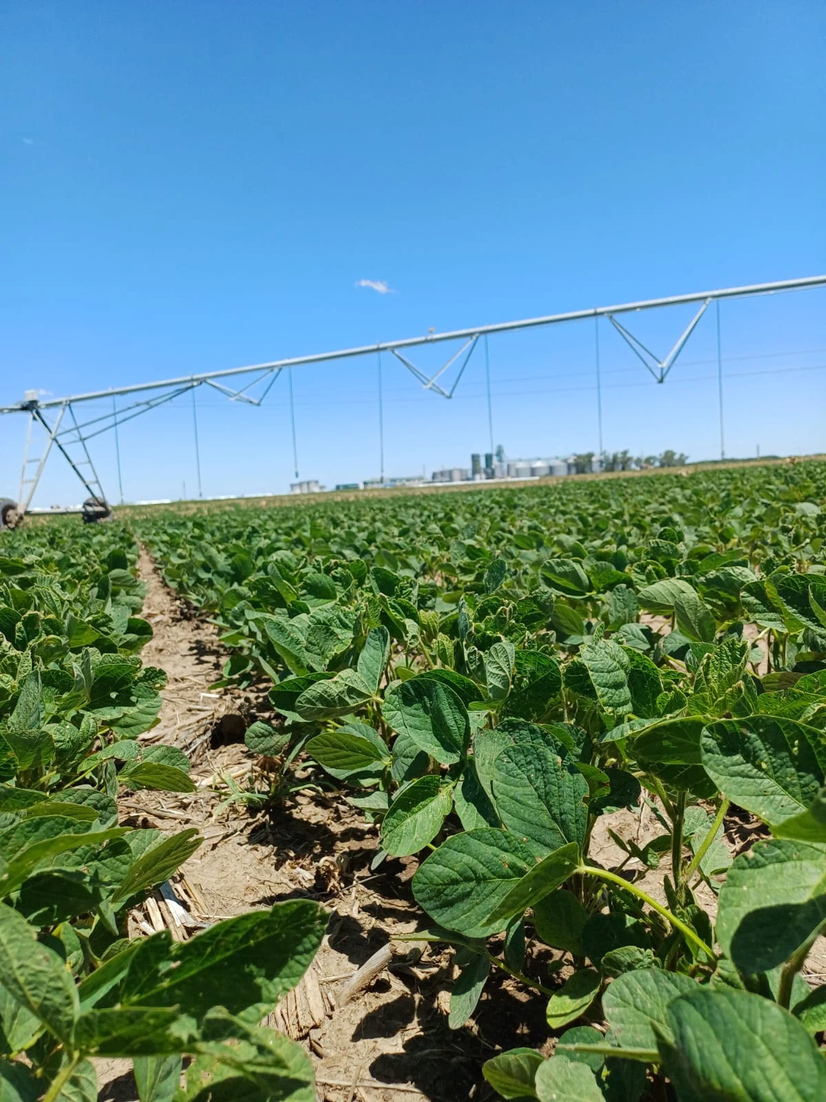 Sistema de riego agrícola en el campo lindero de ACA BIO